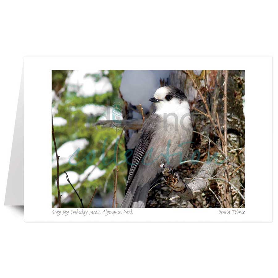 Gray Jay (Whiskey Jack), Algonquin Park by artist Donna Tolmie