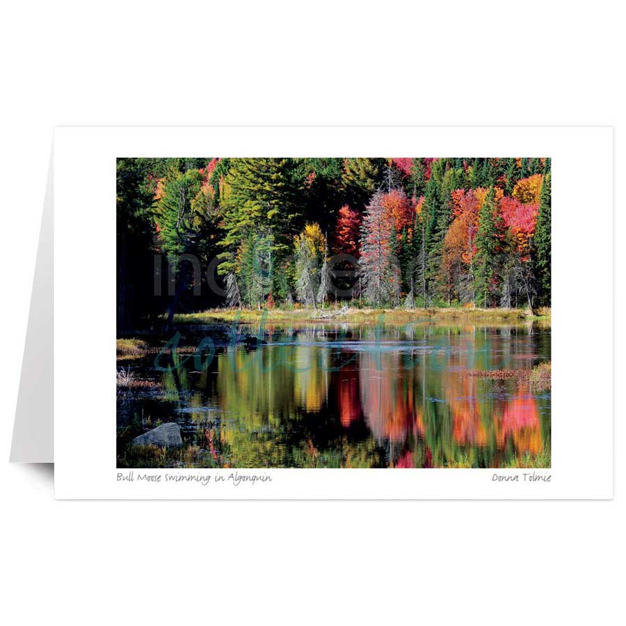 Bull Moose Swimming in Algonquin by artist Donna Tolmie