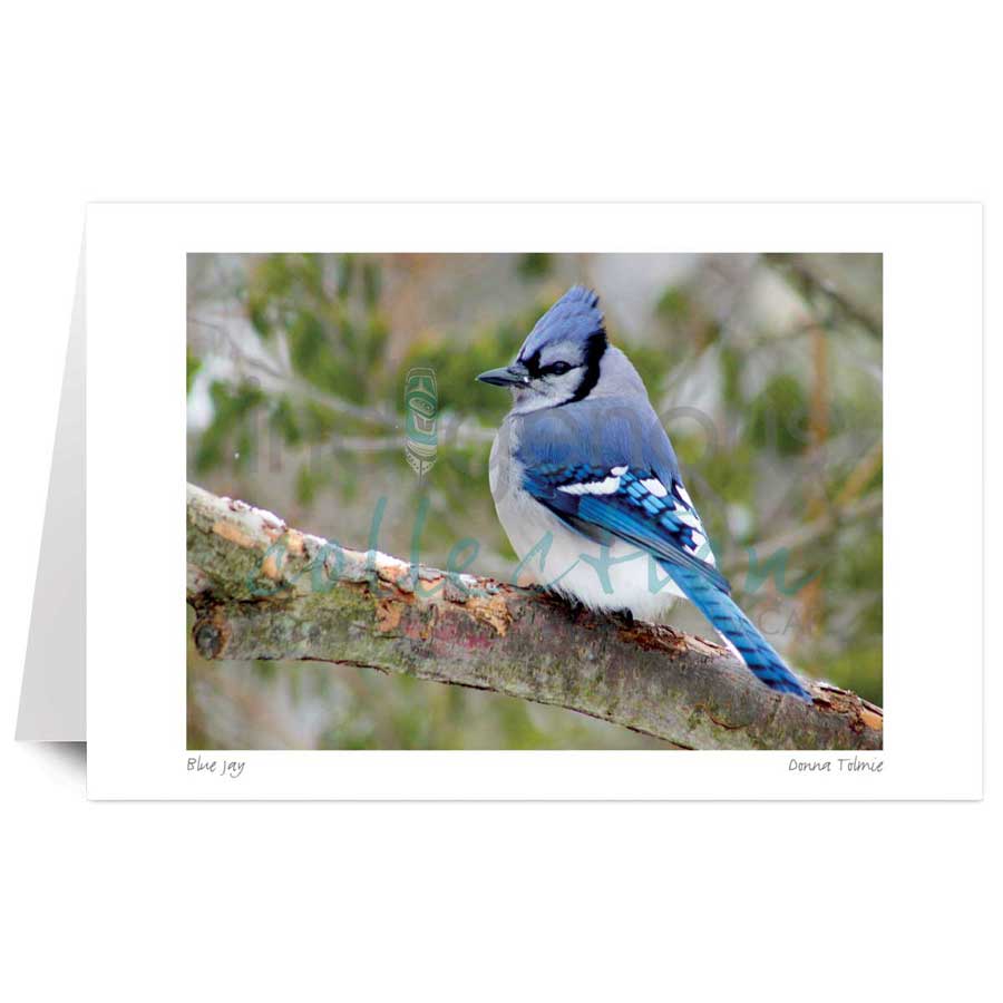 Blue Jay by artist Donna Tolmie
