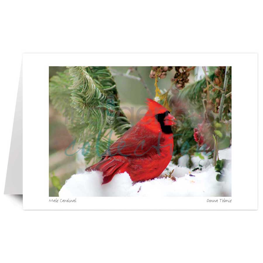 Male Cardinal by artist Donna Tolmie