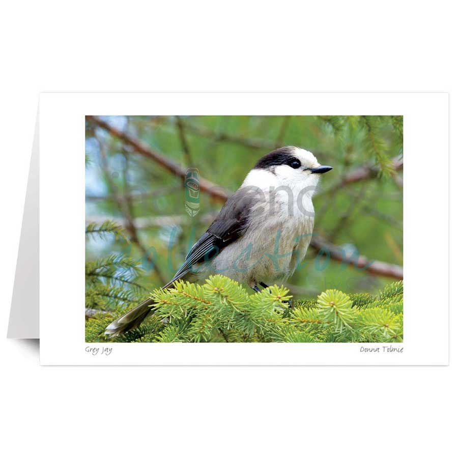 Grey Jay by artist Donna Tolmie