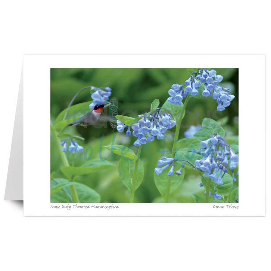 Male Ruby Throated Hummingbird by artist Donna Tolmie