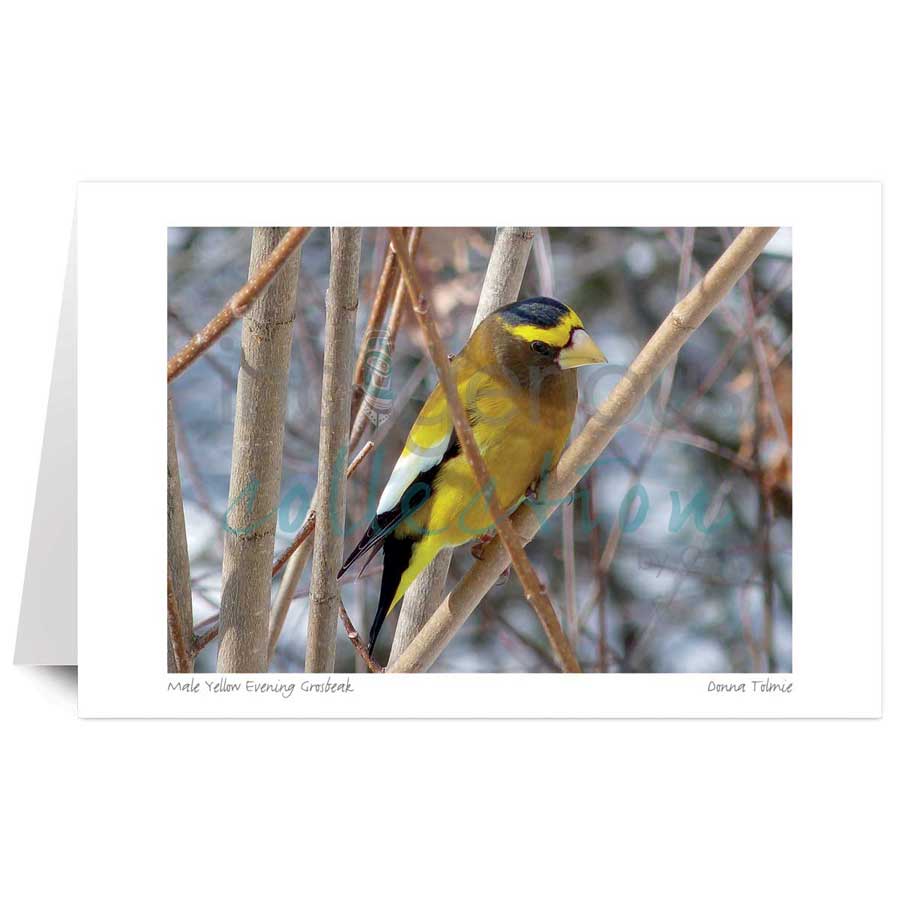 Male Yellow Evening Grosbeak by artist Donna Tolmie