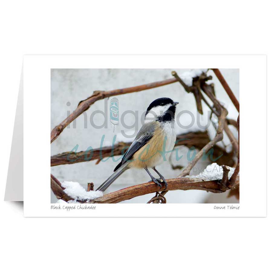 Black Capped Chickadee by artist Donna Tolmie