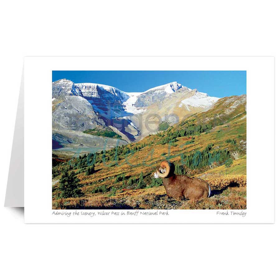 Admiring the Scenery, Wilcox Pass in Banff National Park by artist Frank Townsley