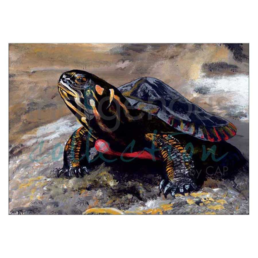 Turtle Rock Canvas Prints