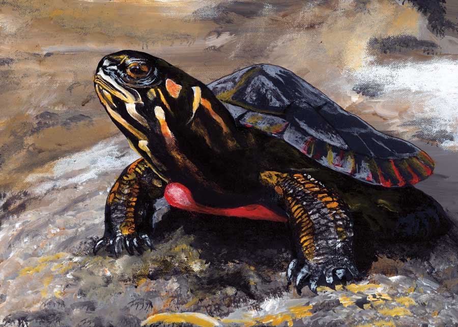 Turtle Rock