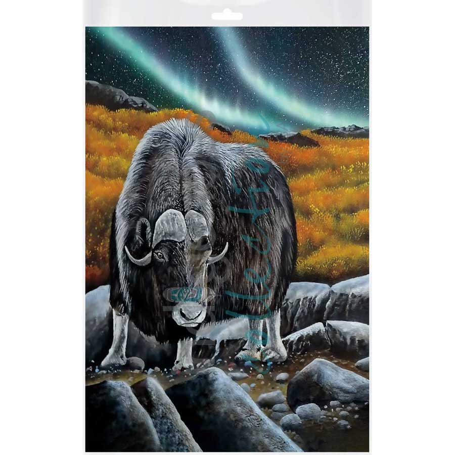 Muskox Glare by artist Ronnie Simon - Gwich'in. Indigenous Collection