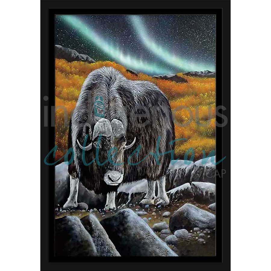 Muskox Glare by artist Ronnie Simon - Gwich'in. Indigenous Collection