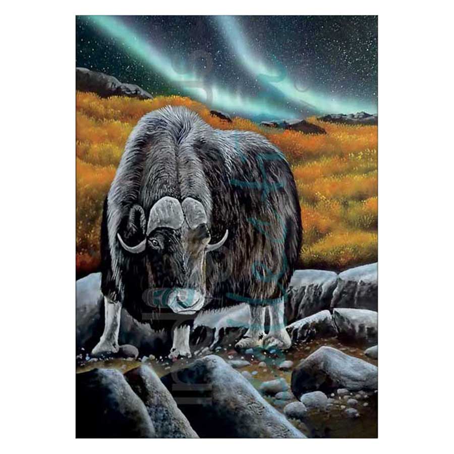Muskox Glare Canvas Prints