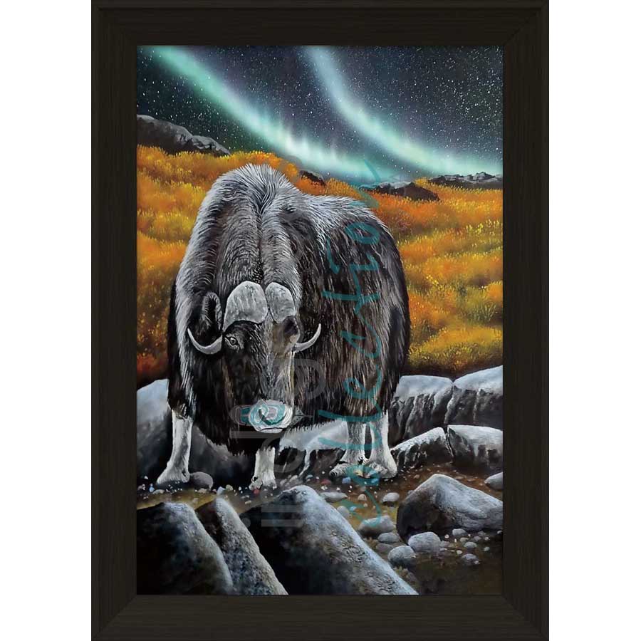 Muskox Glare by artist Ronnie Simon - Gwich'in. Indigenous Collection