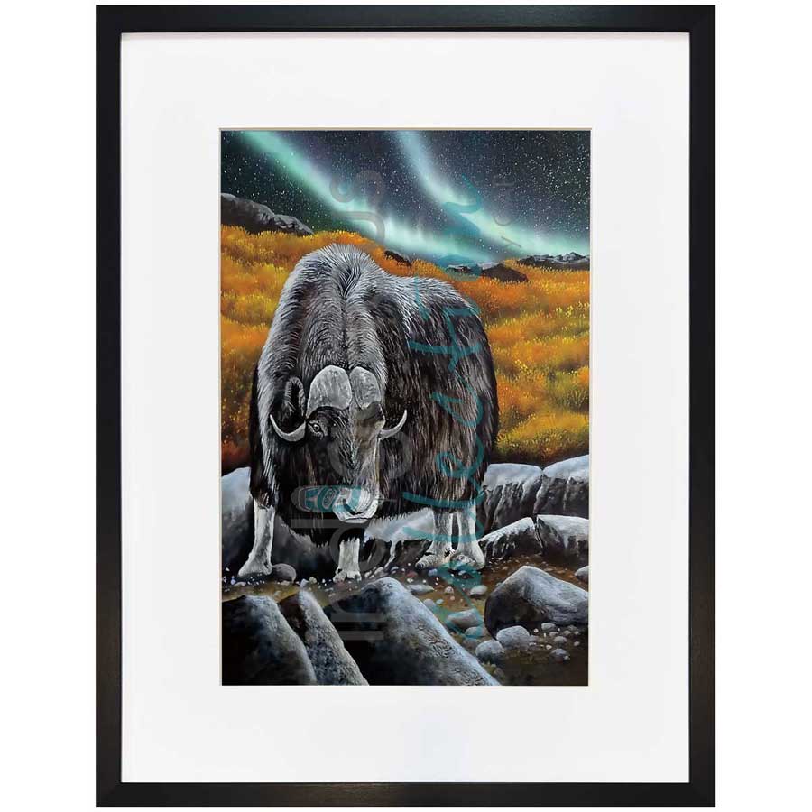 Muskox Glare by artist Ronnie Simon - Gwich'in. Indigenous Collection