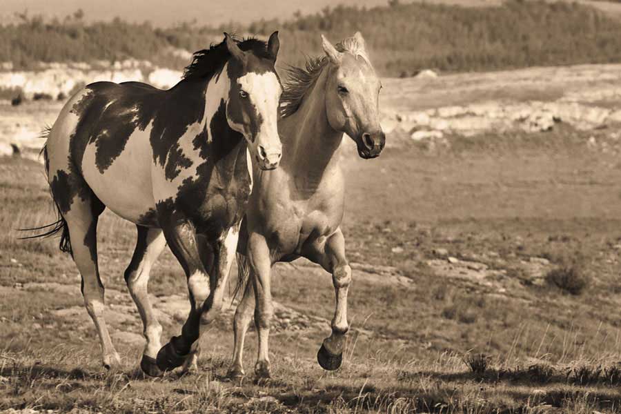 Wait Up by artist  Wendy Caro