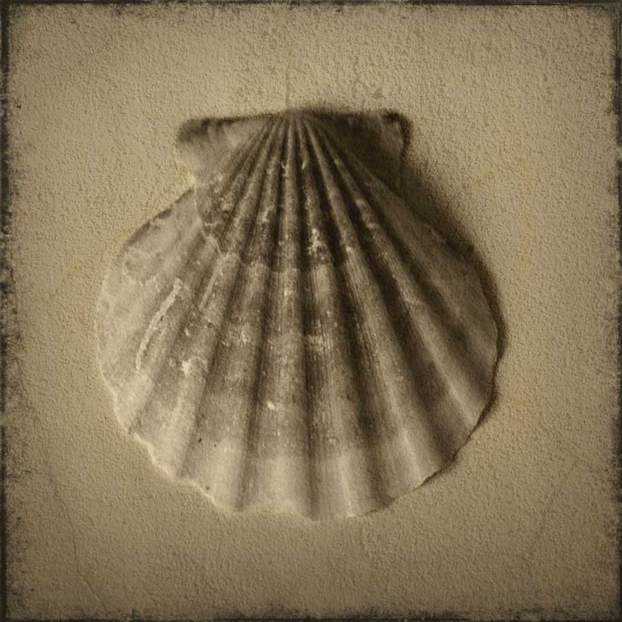 Seashell Study I by artist  Heather Jacks