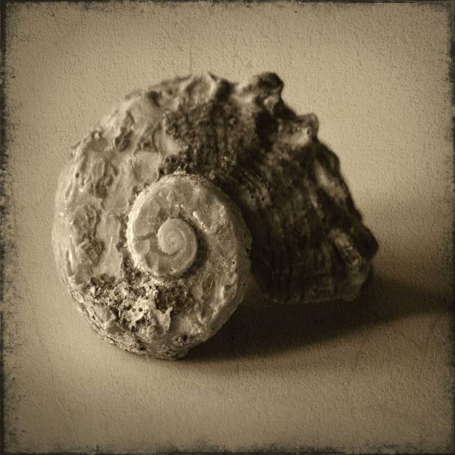 Seashell Study II by artist  Heather Jacks