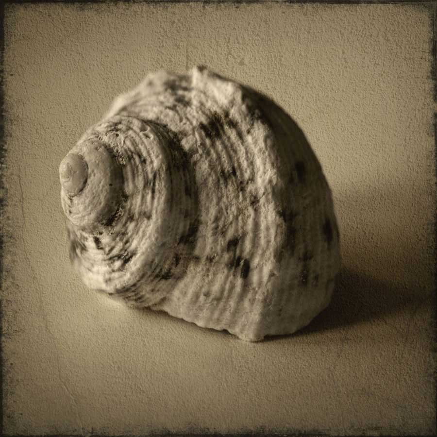 Seashell Study III by artist  Heather Jacks