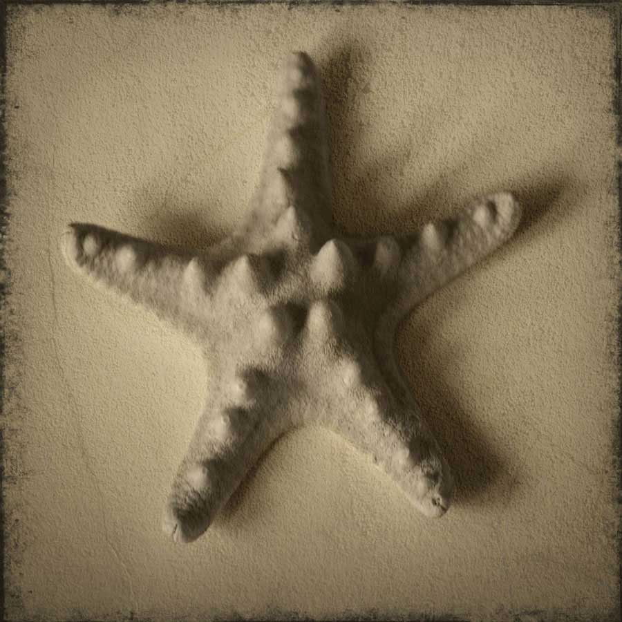 Seashell Study VI by artist  Heather Jacks