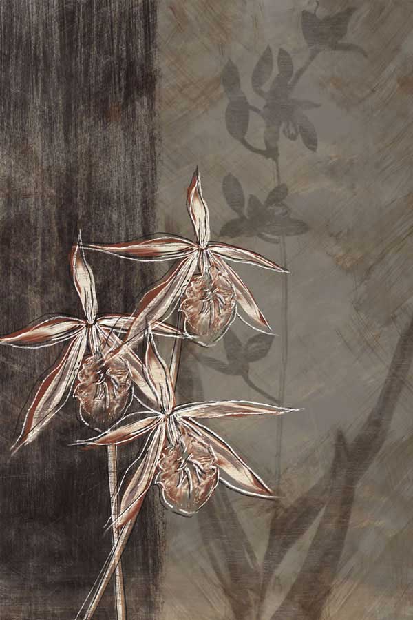 Orchid Sketch II by artist  Tandi Venter
