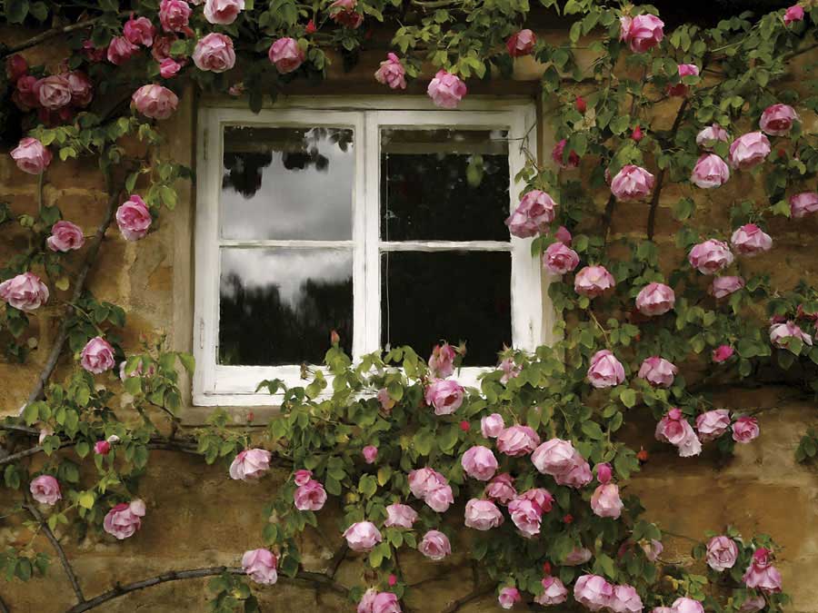 Costwalds Rose by artist  Janel Pahl