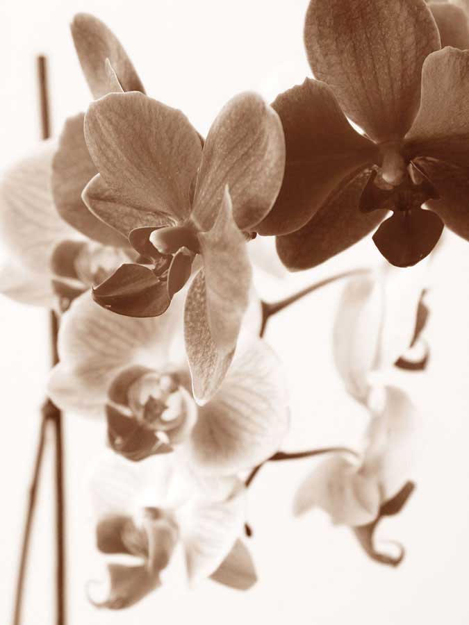 Dreamy Orchids I by artist  Ily Szilagyi
