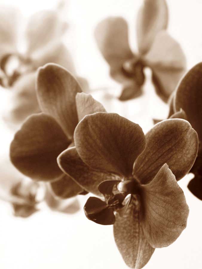 Dreamy Orchids II by artist  Ily Szilagyi