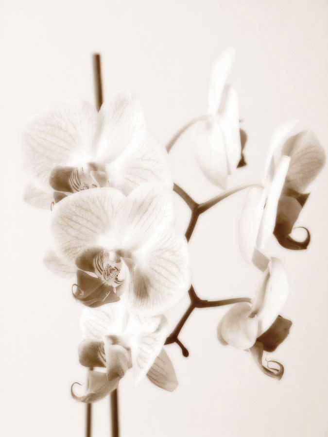 No Boundaries I by artist  Ily Szilagyi