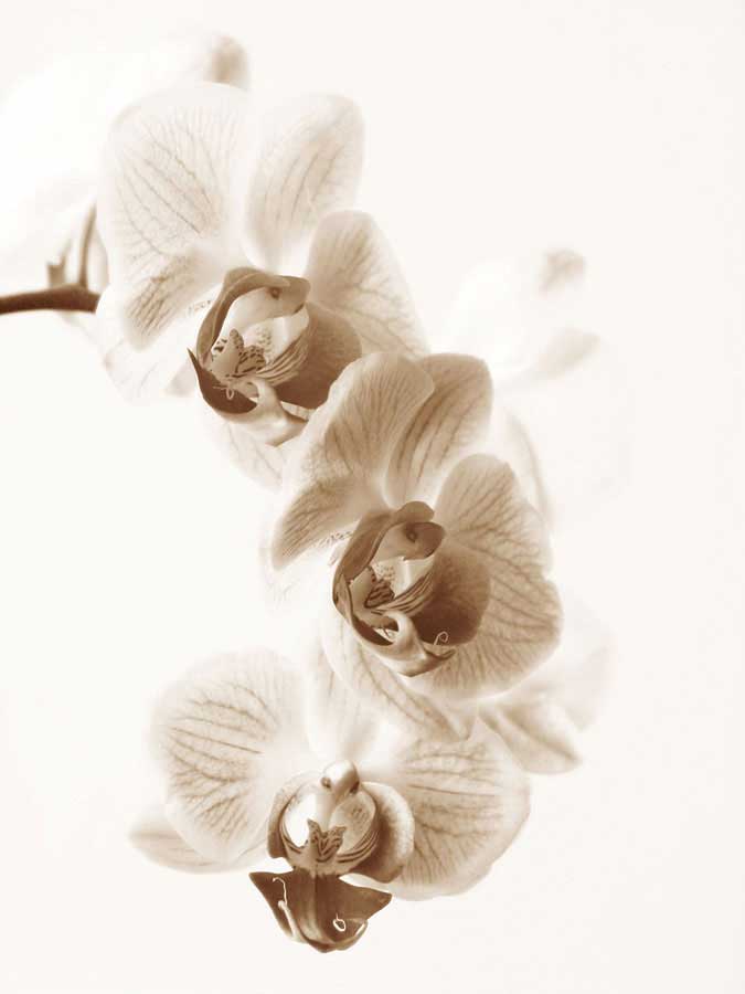 No Boundaries II by artist  Ily Szilagyi