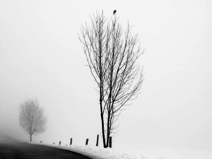 The Messenger by artist  Ily Szilagyi