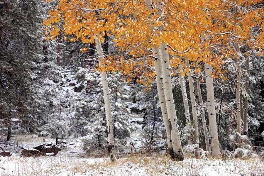 A Little Bit of Winter by artist  Mike Jones