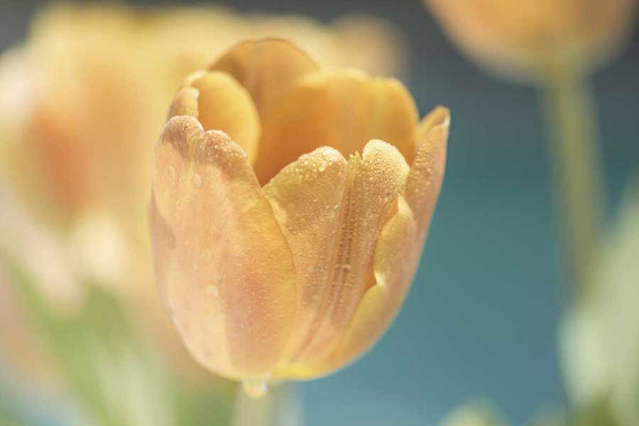 Delightful by artist  Dina Marie