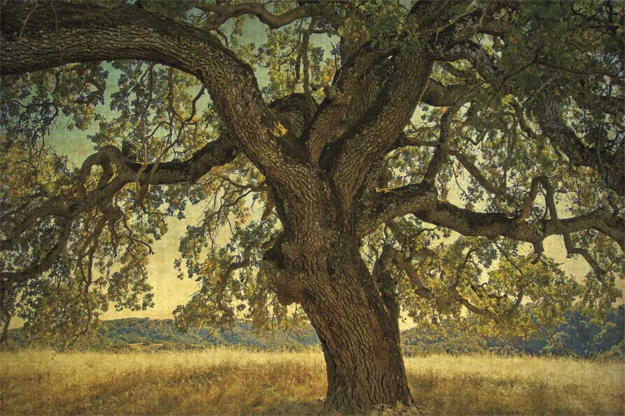 Blue Oak Silhouette by artist  William Guion