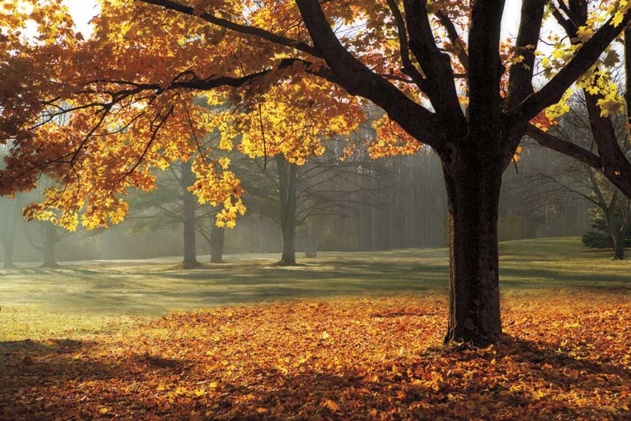 Autumn by artist  Mike Jones