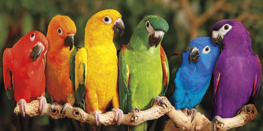 Rainbow Parrots by artist  Mike Jones