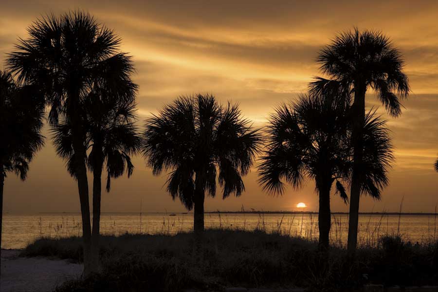 Tropical Park Sunset by artist  Mike Jones