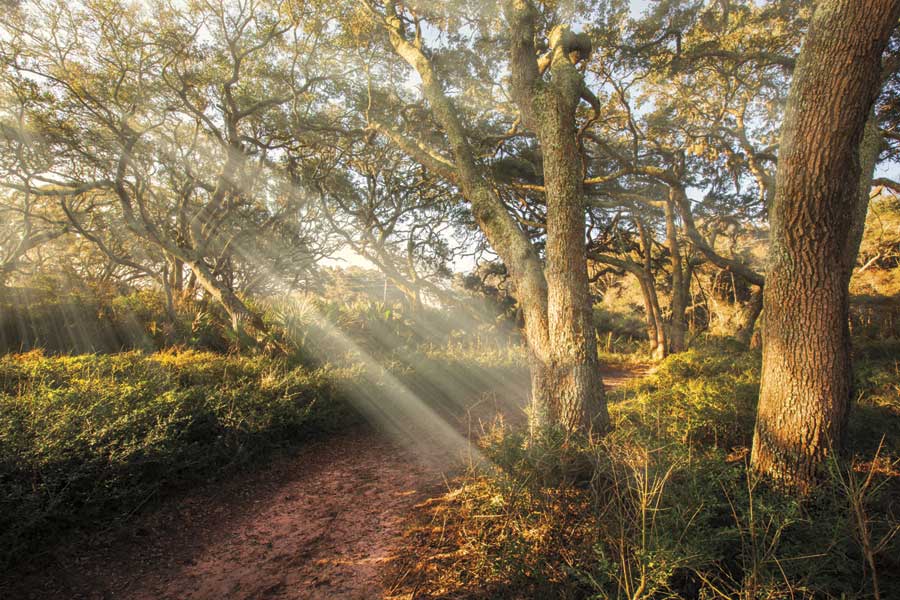 Inspiration by artist  Celebrate Life Gallery