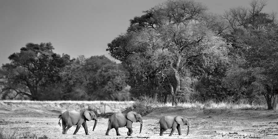 Follow The Leader by artist  Xavier Ortega