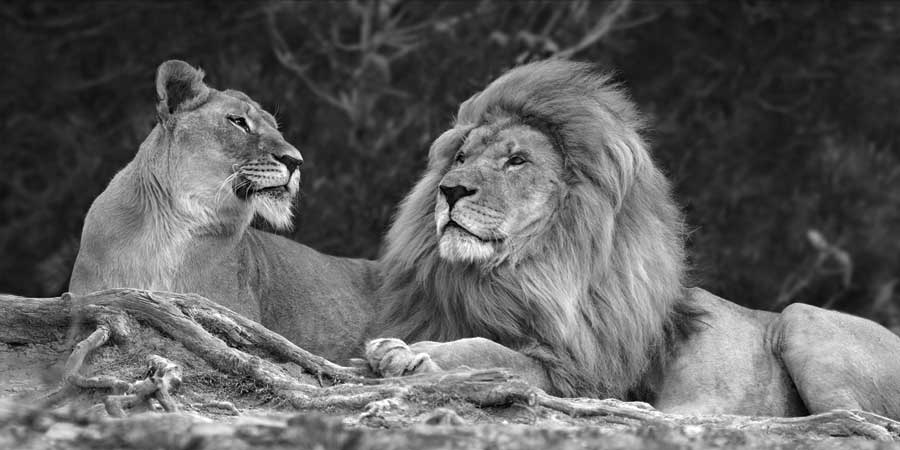 Love by artist  Xavier Ortega