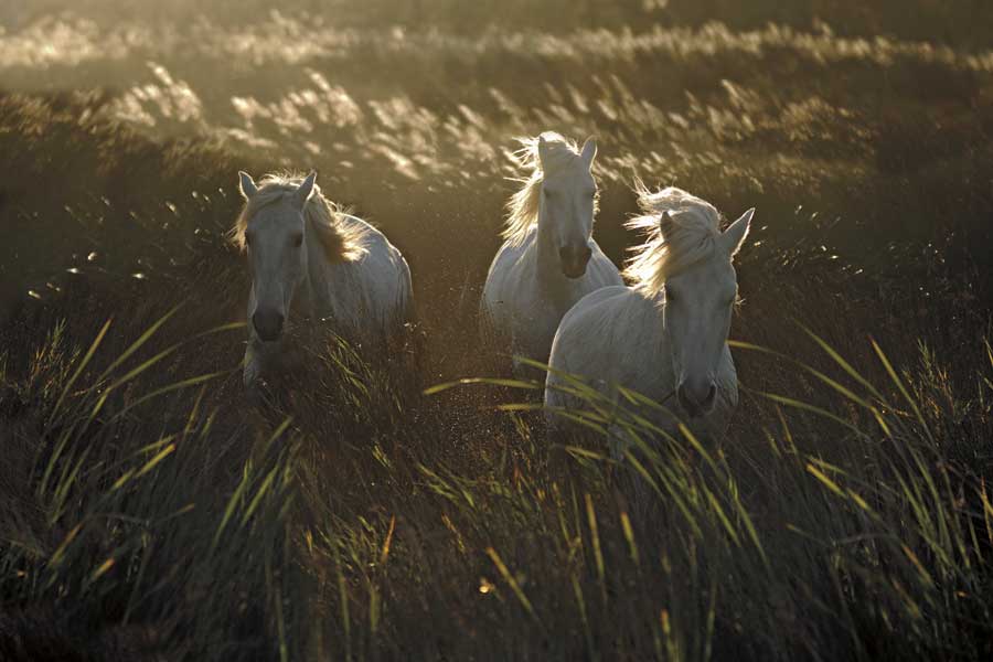 Wild and Free by artist  Xavier Ortega