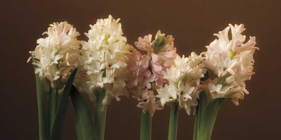 Garden Blooms by artist  Janel Pahl