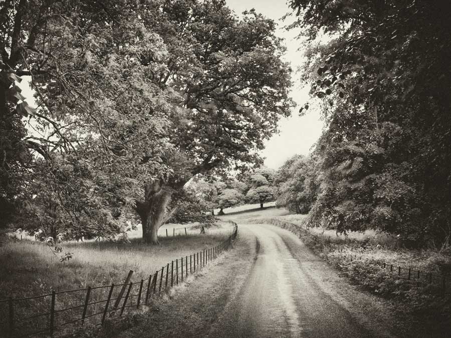Country Roads by artist  Janel Pahl
