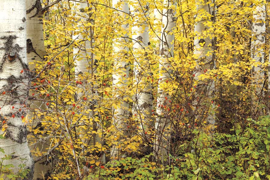 Hiding by artist  Janel Pahl