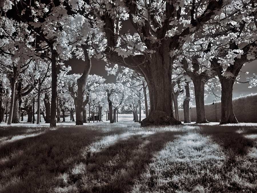 Tree Park by artist  Ily Szilagyi