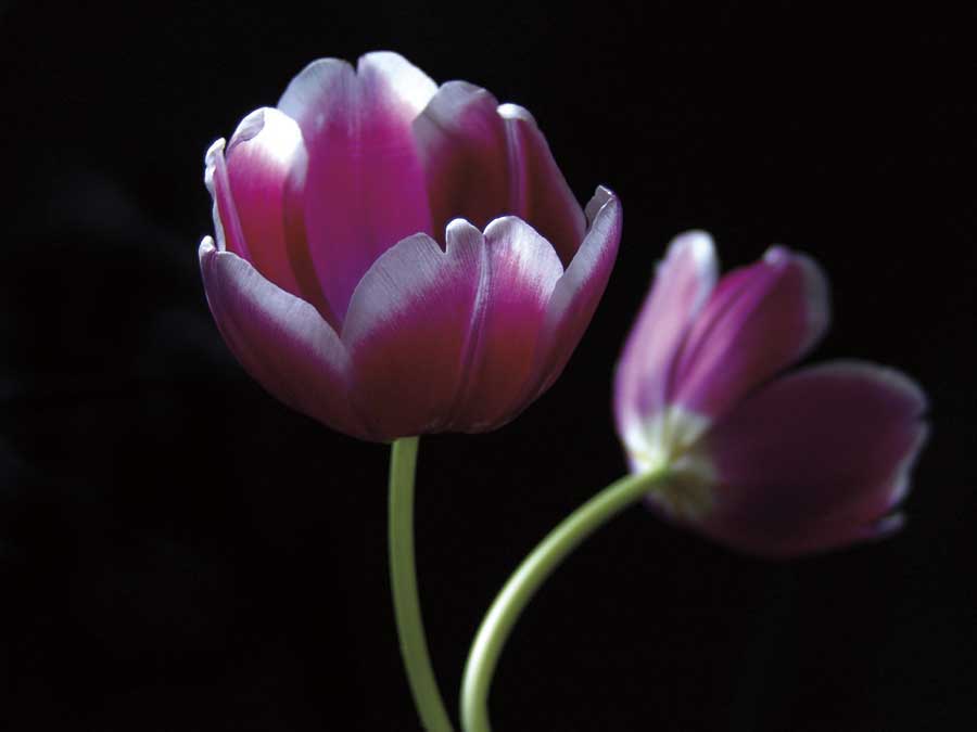 Passion by artist  Ily Szilagyi