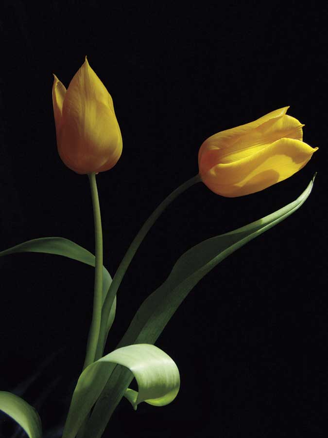 Trust by artist  Ily Szilagyi