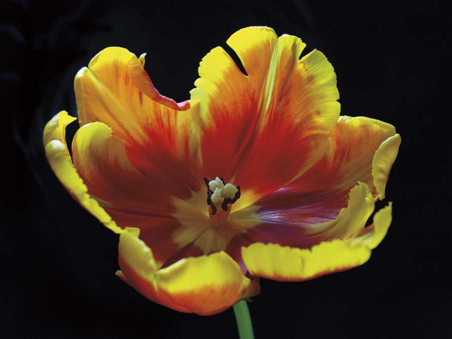 Expose by artist  Ily Szilagyi