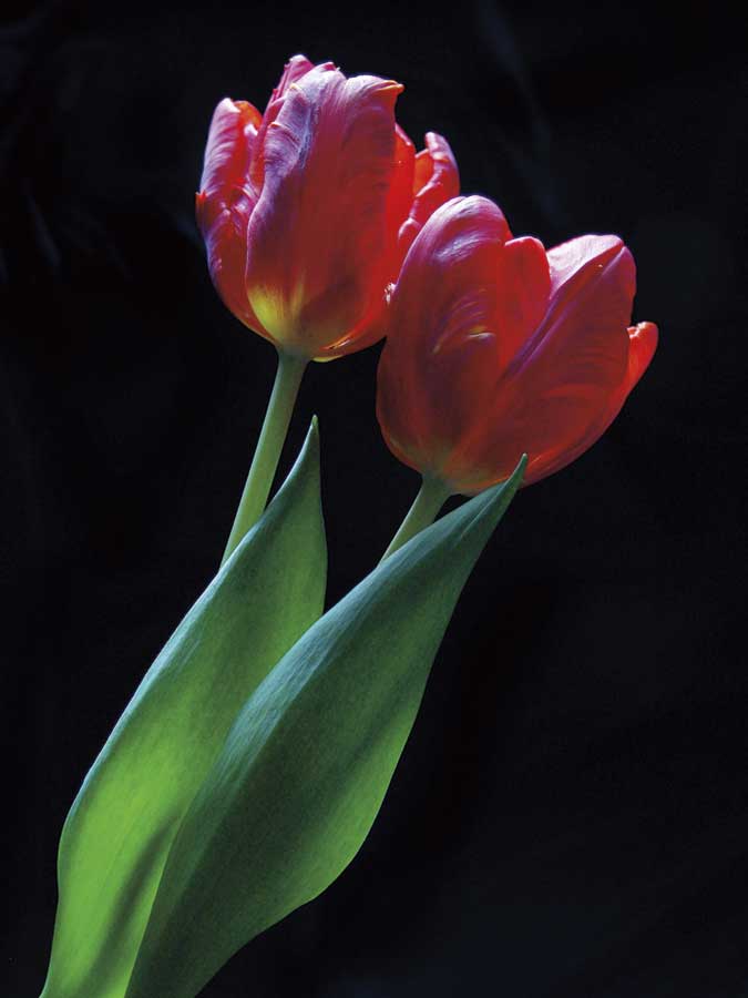 Romance by artist  Ily Szilagyi