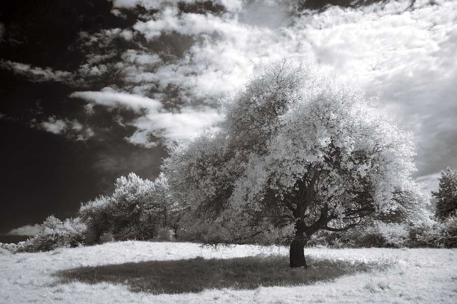 Peace by artist  Ily Szilagyi