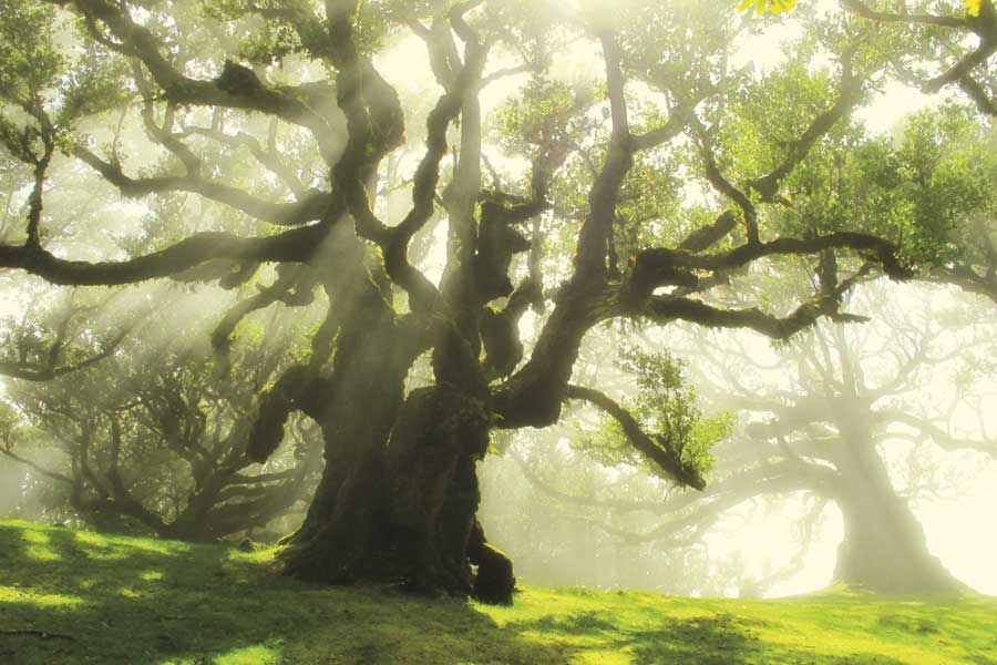 Big and Bright by artist  Ily Szilagyi