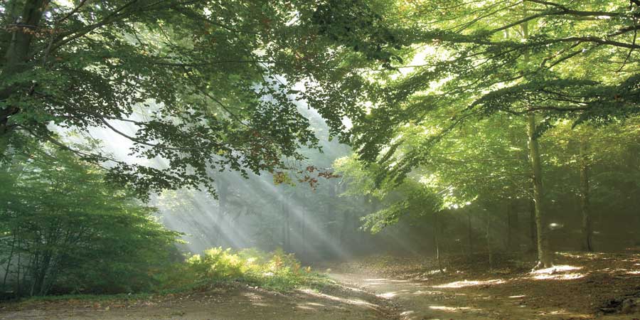 Morning Break by artist  Toni Vila