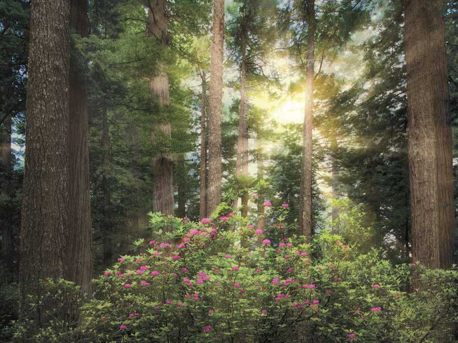 Rise 'n' Shine by artist  Dennis Frates